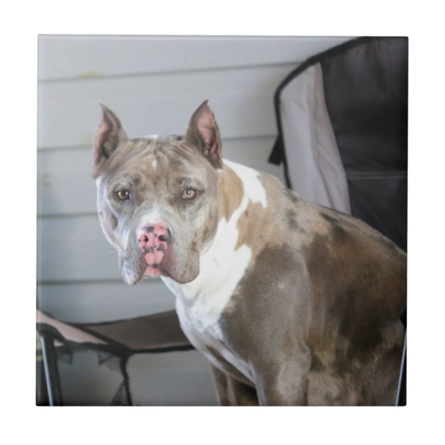 Azulejo De Cerâmica Pit bull (Frente)