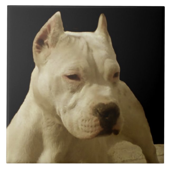 Azulejo De Cerâmica Pitbull branco Terrier (Frente)