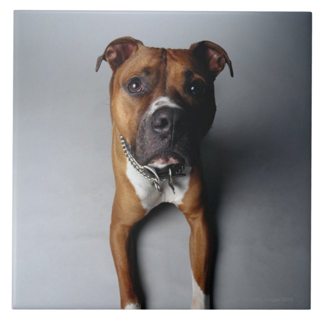 Azulejo De Cerâmica Pitbull Terrier que encontra-se para baixo (Frente)