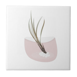 Azulejo De Cerâmica Planta Aérea Tillandsia Terrário Rosa
