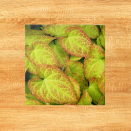 Azulejo De Cerâmica Planta Colorida De Eternos Deixa Floral