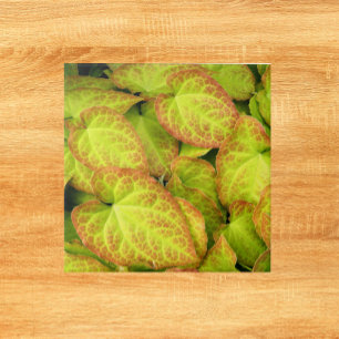 Azulejo De Cerâmica Planta Colorida De Eternos Deixa Floral