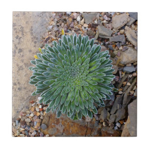 Azulejo De Cerâmica Planta de deserto do Succulent