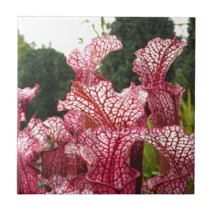 Azulejo De Cerâmica Planta de Pitcher Rosa