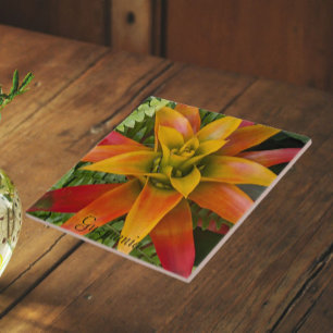 Azulejo De Cerâmica Planta Floral de Guzmania Bromeliad