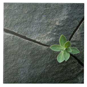 Azulejo De Cerâmica Planta que cresce em Boulder rachado