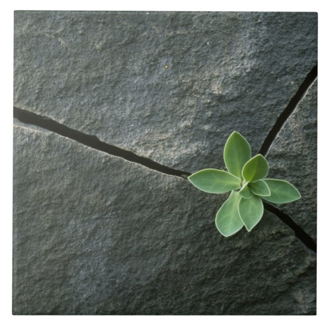 Azulejo De Cerâmica Planta que cresce em Boulder rachado (Frente)