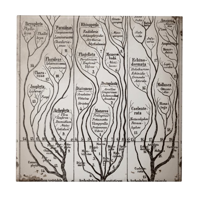 Azulejo De Cerâmica Plantae Protista Animalia (Frente)