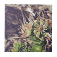 Plantas de florescência da galinha e dos pintinhos