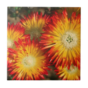 Azulejo De Cerâmica Plantas de Gelo (Lampranthus Aureus) em Flor