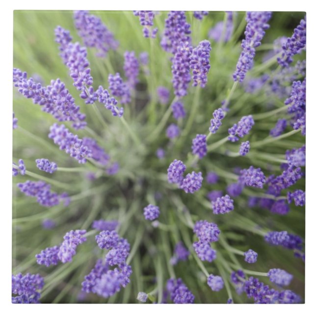 Azulejo De Cerâmica Plantas de lavanda (Frente)