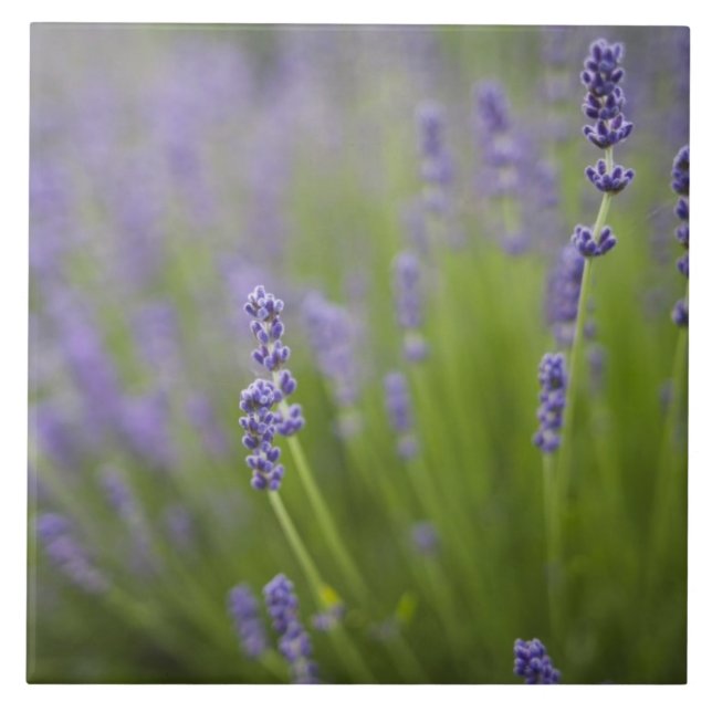 Azulejo De Cerâmica Plantas de lavanda 2 (Frente)