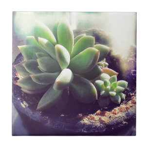 Azulejo De Cerâmica Plantas Pintinhos