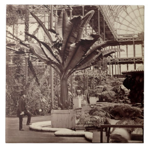 Azulejo De Cerâmica Plantas tropicais na sala egípcia, Pala de crista