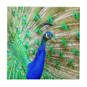Azulejo De Cerâmica Plumagem de Peacock