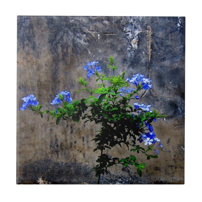 Azulejo De Cerâmica Plumbago azul (Frente)