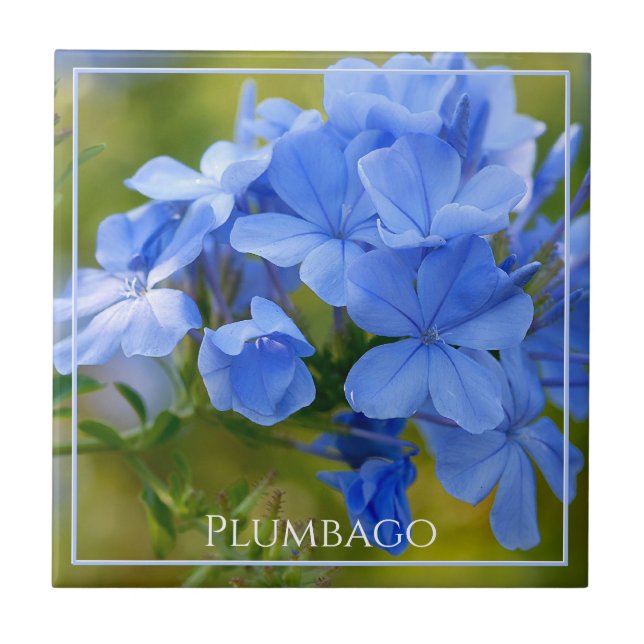 Azulejo De Cerâmica Plumbago - Fotografia da natureza das flores azuis (Frente)