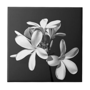 Azulejo De Cerâmica Plumeria Branca na flor do cheio