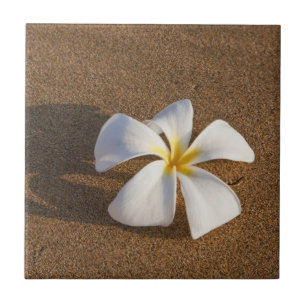 Azulejo De Cerâmica Plumeria em praia arenosa, Maui, Havaí, EUA