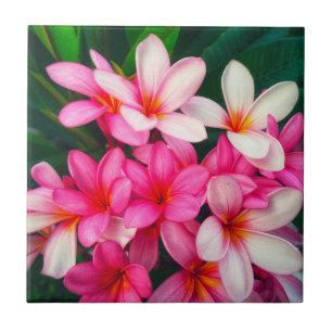 Azulejo De Cerâmica Plumeria Rosa Flói Natureza Havaiana