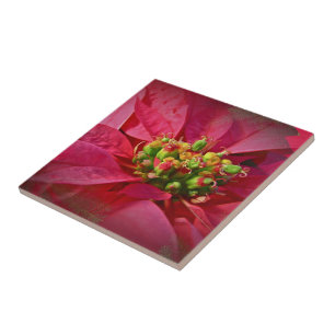 Azulejo De Cerâmica Poinsétia vermelha - Natal