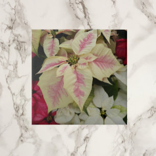 Azulejo De Cerâmica Poinsettias Floral de Feriado Colorido