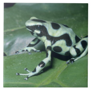 Azulejo De Cerâmica Poison Dart Sapo (Dendrobates auratus) Cahuita