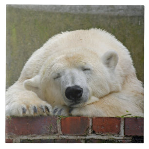 Azulejo De Cerâmica PolarBear20150501