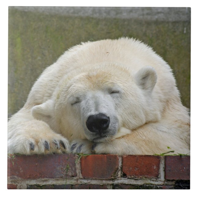 Azulejo De Cerâmica PolarBear20150501 (Frente)