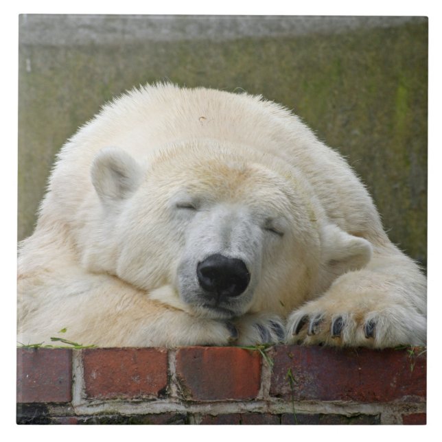 Azulejo De Cerâmica PolarBear 001 (Frente)