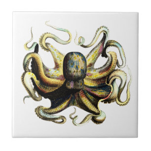 Azulejo De Cerâmica Polvo