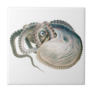 Azulejo De Cerâmica Polvo Argonauta, Animais Marinhos Antigos
