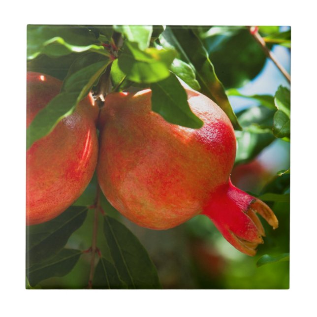 Azulejo De Cerâmica Pomegranato (Frente)