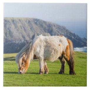 Azulejo De Cerâmica Pônei Shetland em Pastagem Perto de Falésias Altas