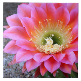 Azulejo De Cerâmica Pop de cacto rosa