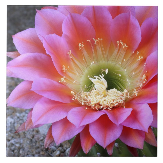 Azulejo De Cerâmica Pop de cacto rosa (Frente)