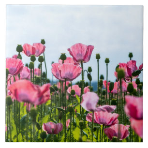 Azulejo De Cerâmica Poppies Rosa