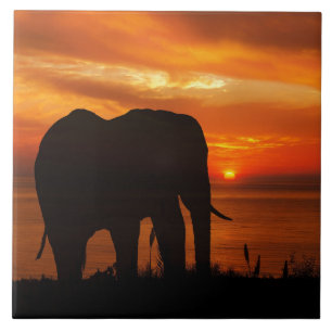 Azulejo De Cerâmica Pôr do sol lindo com silhueta de elefante