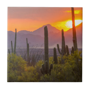 Azulejo De Cerâmica Pôr do sol no cacto do deserto, Arizona