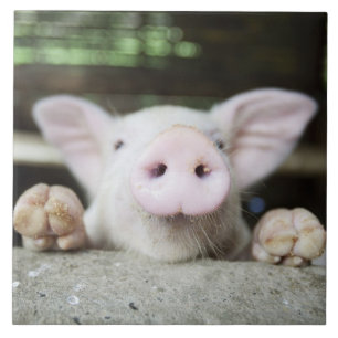 Azulejo De Cerâmica Porco do bebê na caneta, leitão