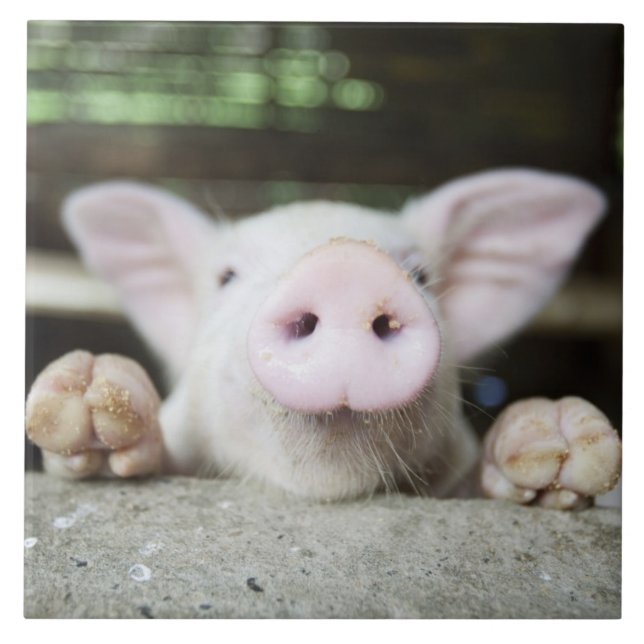 Azulejo De Cerâmica Porco do bebê na caneta, leitão (Frente)