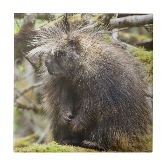 Azulejo De Cerâmica Porcupina determinada (Frente)