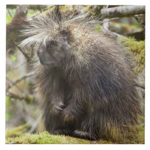 Azulejo De Cerâmica Porcupina determinada