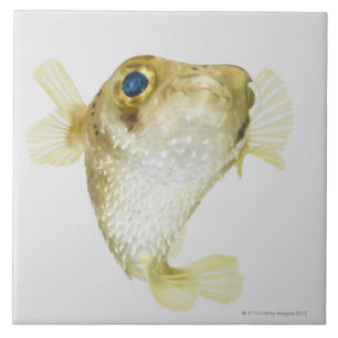 Azulejo De Cerâmica porcupinefish da Ponto-aleta (hystrix do Diodon)