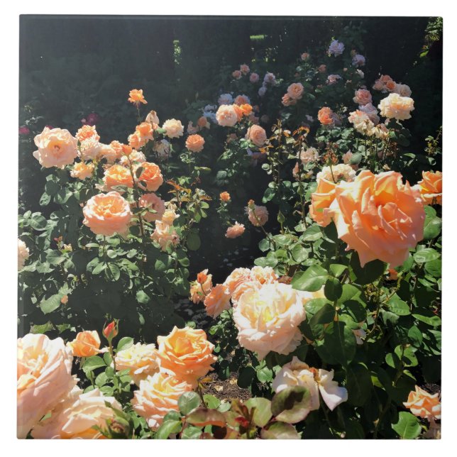 Azulejo De Cerâmica Portland Rosa Garden, OR (Frente)