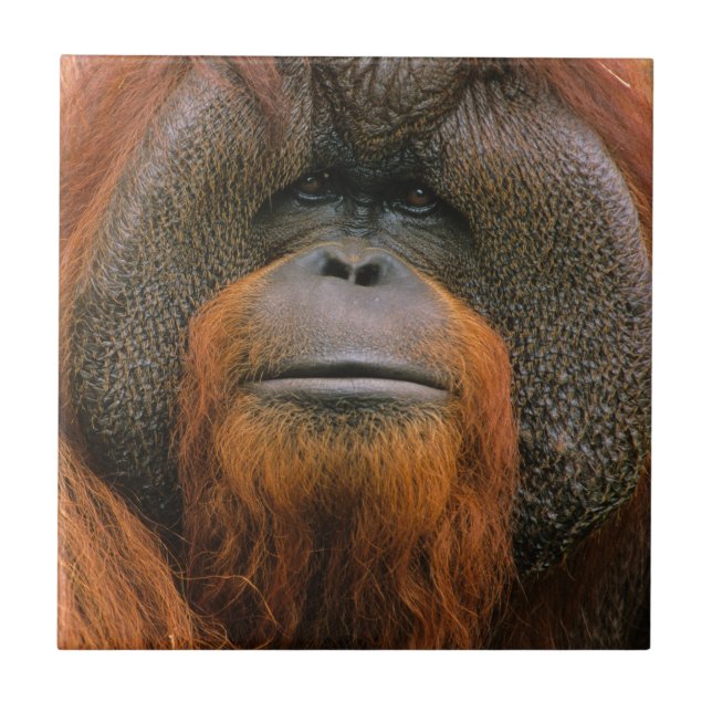 Azulejo De Cerâmica Portrait of Orang-utang Male, Georgia, USA (Frente)