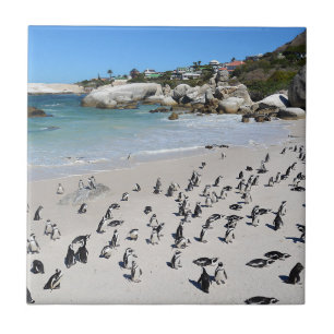 Azulejo De Cerâmica Praia   África do Sul dos pedregulhos dos pinguin