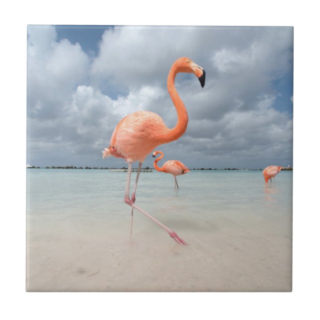 Azulejo De Cerâmica Praia Aruba dos flamingos (Frente)