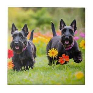 Azulejo De Cerâmica Prances Scottish Terriers em erva e flores