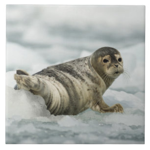 Azulejo De Cerâmica Precioso Baby Seal